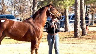 2025 Heritage Place Winter Mixed-Day 1 Recap- StallioneSearch.com