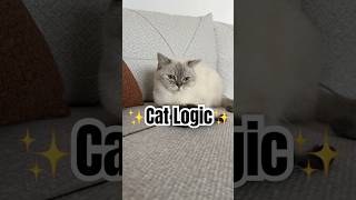 Cat Math Is Different #cat #catshorts #shortsviral #shorts