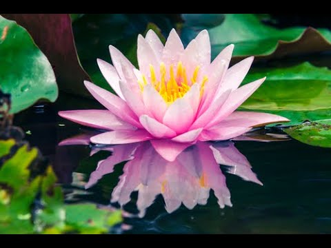 Menopause:  Empowering the Midlife Transition as a Transformation of Body, Mind, and Spirit