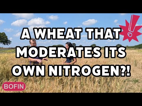 A wheat that moderates its own nitrogen in the soil?