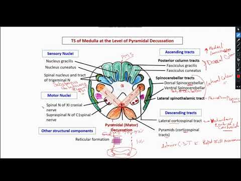 Medulla Oblongata - Part 3