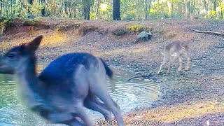 Deer Zoomies Are Real