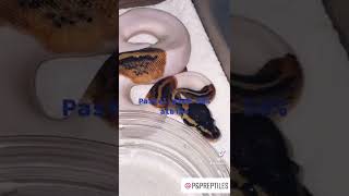 #ballpythonmorph #ballpython #ballpythons #snake #babyballpython #ballpythonforsale