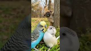 DOG AND BIRDS   FRIENDS SHIP LOVER  #shorts #nature #dog #parrot