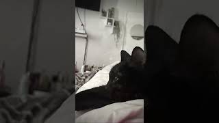 The MOST adorable cat content‼️#catcontent #wholesomecats #cutecatshorts #catshorts52 #catshortscat