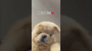 I AM ADORABLE👻♥️.. #chowchow #puppy #dog #cute #trending #viralvideo cutest Chowchow puppy #funny