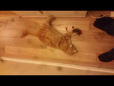 Cats first Catnip encounter
