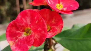 Best Flowers
