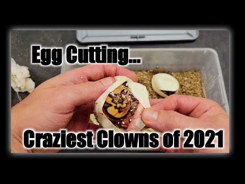 Ball Python Egg Cutting (Spotnose Clown x Odyb Enchi Blade het Clown)