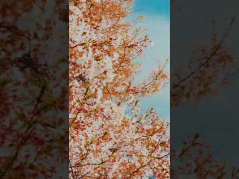iPhone 15 Pro Max Cinematic Video: DC 🌸
