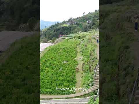 The Northern Blossom #atokbenguet #dronevideo #djimini2 #travel #flowerfarm #mountains #naturelovers