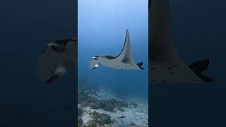 #oceanicwonders #oceanmagic #mantas #wildlife #underwatermagic