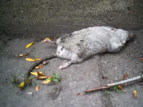 dead rat