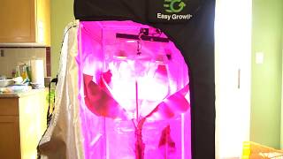 EasyGrowth Mylar Thermal Grow Tent Review