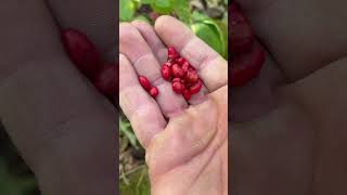 Fall Gensing Hunting!! #gensing #hiking #mountains #plants #collecting #digging #getoutdoors
