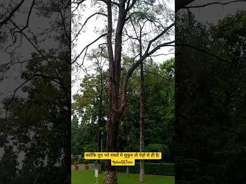 Plant a tree