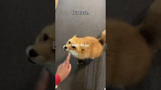 Funny fox #animal #cute #foryou #funny #funnyvideo #fox