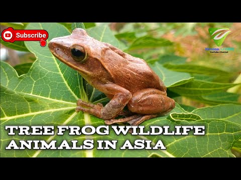 Tree frog wildlife on earth 🌍 #frog #animal #wildlife #nature #living animals wildlife show 🐸🦎