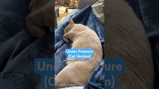 I’m under a LOT of pressure 😭 #catsong #catproblems #catlife #parodysong