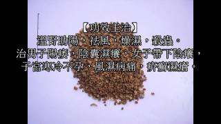 蛇床子