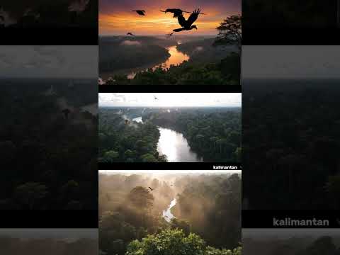 paru-paru dunia #shorts #borneo #kalimantan