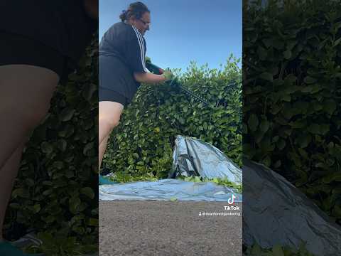 "Turning this bush from wild to wow! 🌳✂️ #GardenGlowUp #SatisfyingTrim #GardeningLife #BushTrans
