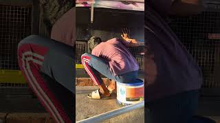 daliy evening routine ❤️‍🔥✅ #pigeon #pigeonlover #shortvideo #petlover #birds #daliyroutine