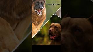 Top 5 Killer Dog Breeds In The World😳 #youtubeshorts #shorts #facts #knowledge #knowledgeispower