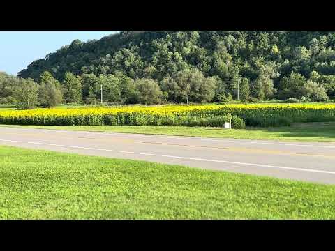 Field of Sunflowers from the Front Porch Part 1 #sunflowers #flowers #franklinville #rurallife