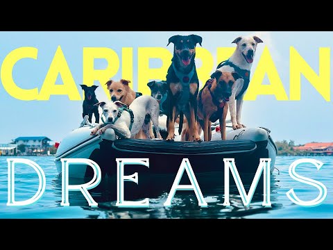 My Dreams Came True! Boat Life With Dogs (Vlog)
