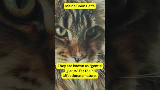 Daily Animal Tidbits:  Maine Coon Cat