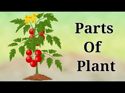 Parts of plant | Plant Information in English @funnlearnpreschool
