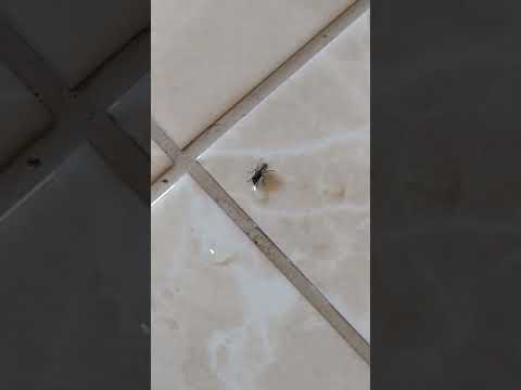 A fly is drinking my semen from the floor.