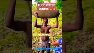 43 किलो का फणस 😍👌 / Big jackfruit 🥔 #shorts #trending #viralvideo #shortsfeed #ytshorts #shortsfeed