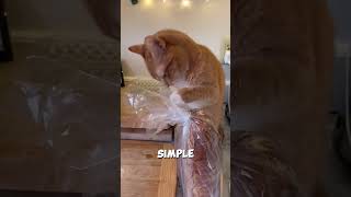 how cat solve problem