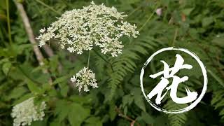 一棵特别的草蛇床子 #中草药  #赶山  #大山里的生活  #知识分享