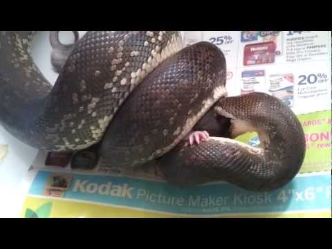 Macklot's Python eating 3 pt.1