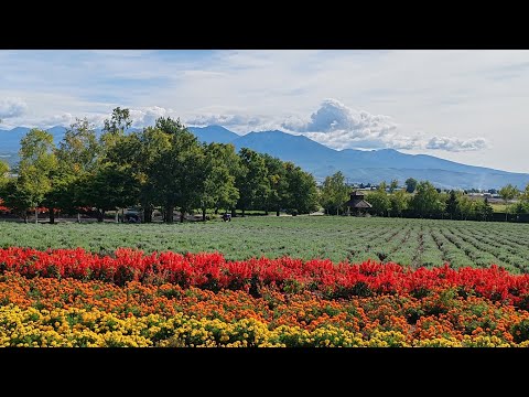 Farm Tomita Furano #japan #hokkaido #farm #tomita #flower #autumn 