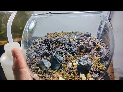 How to Make an Easy Moss Terrarium - Terrariums from Scratch