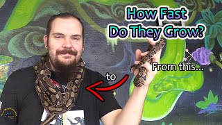 Just How Fast Do Ball Pythons Grow? 🐍