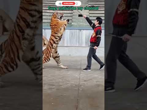 #tiger training|| #lion training|| #best training #short video#👈