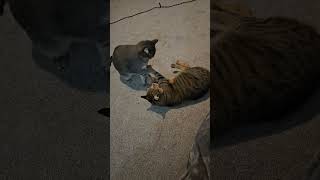2026 still nothing change  🐈 🐈 #cat #cats #catlovers #catshorts #catvideos #catvideo #catlife #cats