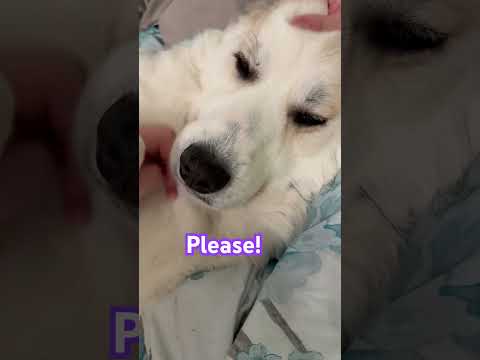 🐾❤️ Can you please pretend? #cute #dogshorts #floof #esa #adoptdontshop #greatpyrenees #fypシ