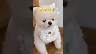 puppys vs emojis compilation  | Puppy | Cute Stuff