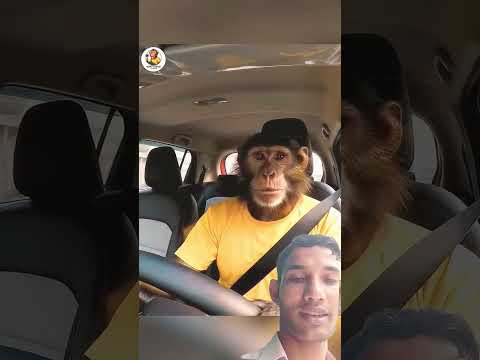 My First Vlog || Ai monkey vlog || Ai monkey video #aimonkey #myfirstvlog