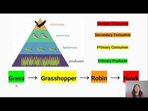 Ecology 2: Food Chains & Food Webs (Video 2 in Yr 10 Living World Series)