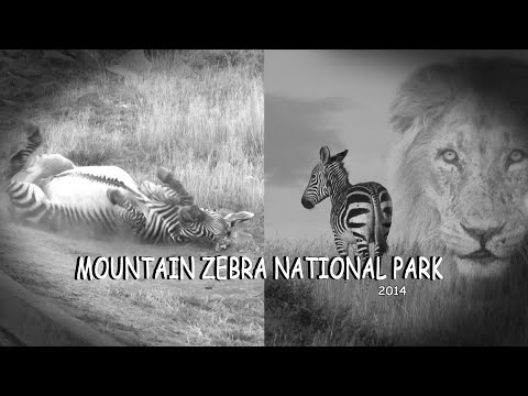 Mountain Zebra National Park South Africa