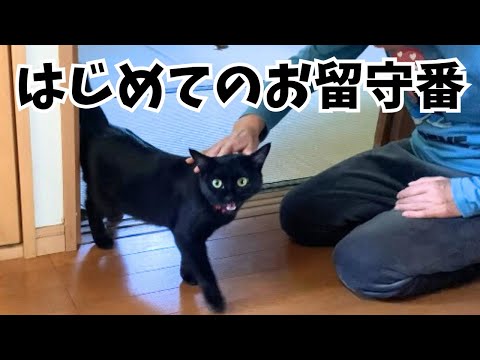 飼い主の帰宅を待ちわびた猫の可愛すぎるお出迎え