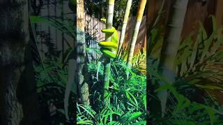 Green python 🐍 || हरा अजगर 🐍|| Vn Video Editor || #viralpython #python #viralvn