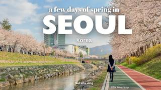 Spring in Seoul 🌸 | cherry blossom, cafe hopping, picnic, azalea festival, Yangjaecheon | Korea VLOG